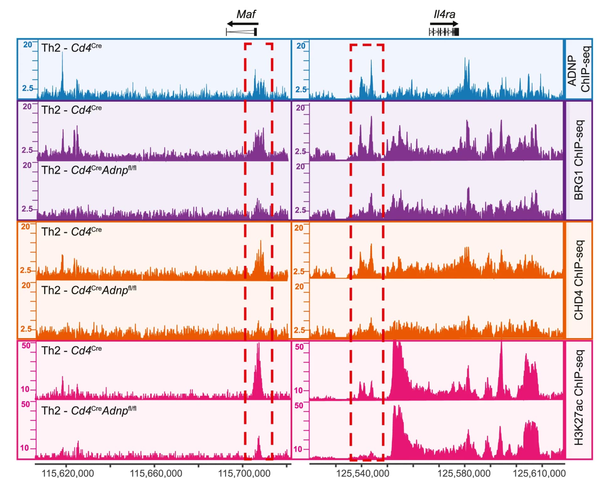 Open access visualization of Line Plot, ADNP, CHD4, BRG1, H3K27ac