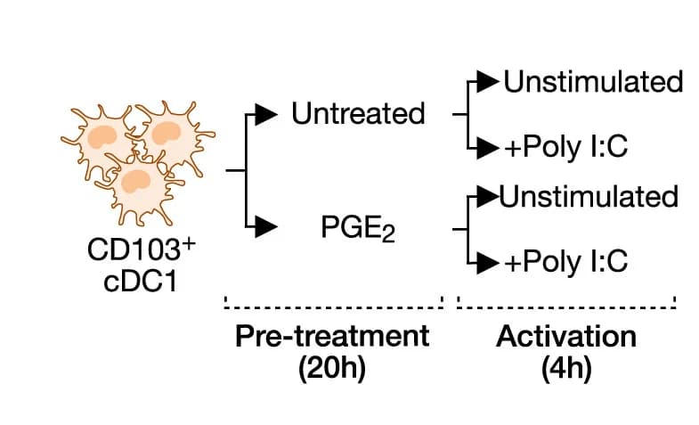 Open access visualization of Workflow, Flowchart, Experimental Design, cDC1s, Flow Cytometry
