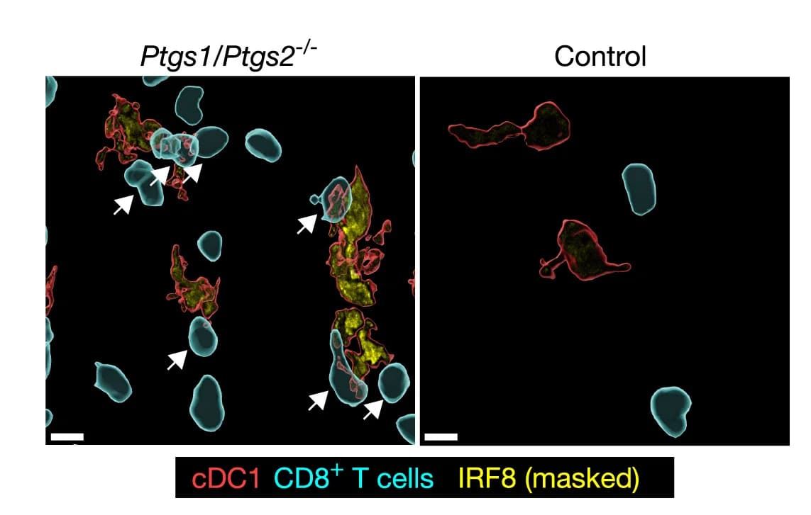 Open access visualization of Microscopy, IRF8, Gene Expression, cDC1, Tumor