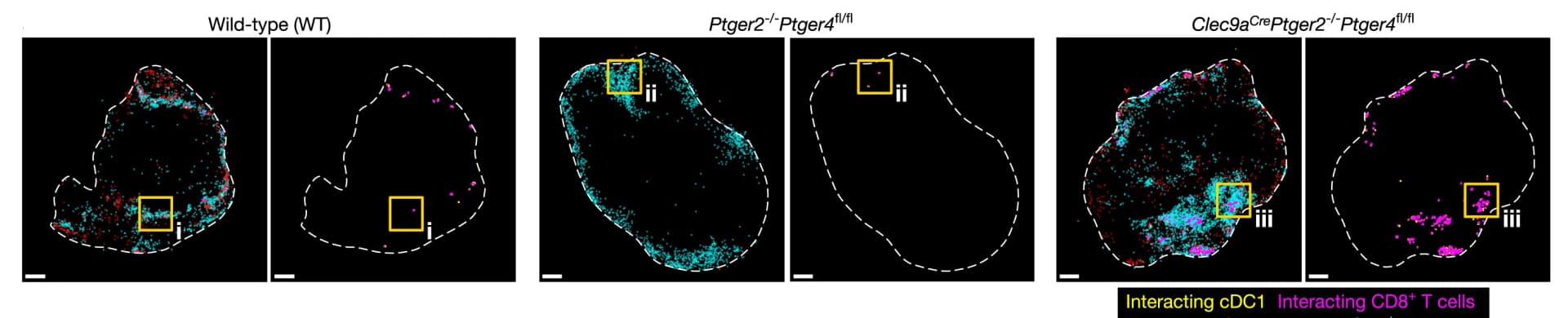 Open access visualization of Scatter Plot, Immune Cells, Tumor Image