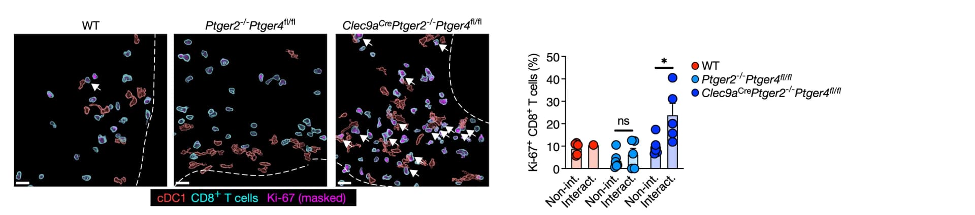 Open access visualization of Bar Plot, Error Bars, Scatter Plot, Ki-67 Expression, Tumor-infiltrating CD8+T Cells