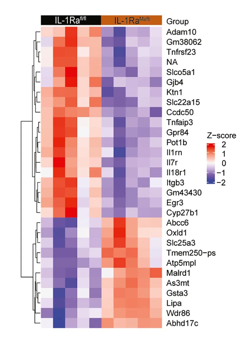 Open access visualization of Heatmap, Clustered, Differentially Expressed Genes, Kidney