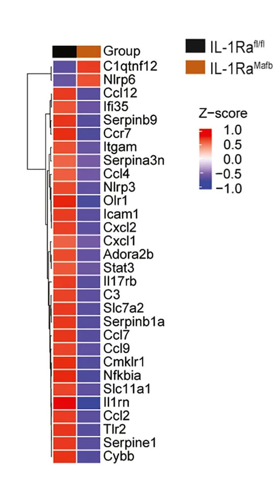 Open access visualization of Heatmap, Clustered, Differentially Expressed Genes, Gene Ontology, Inflammatory Response