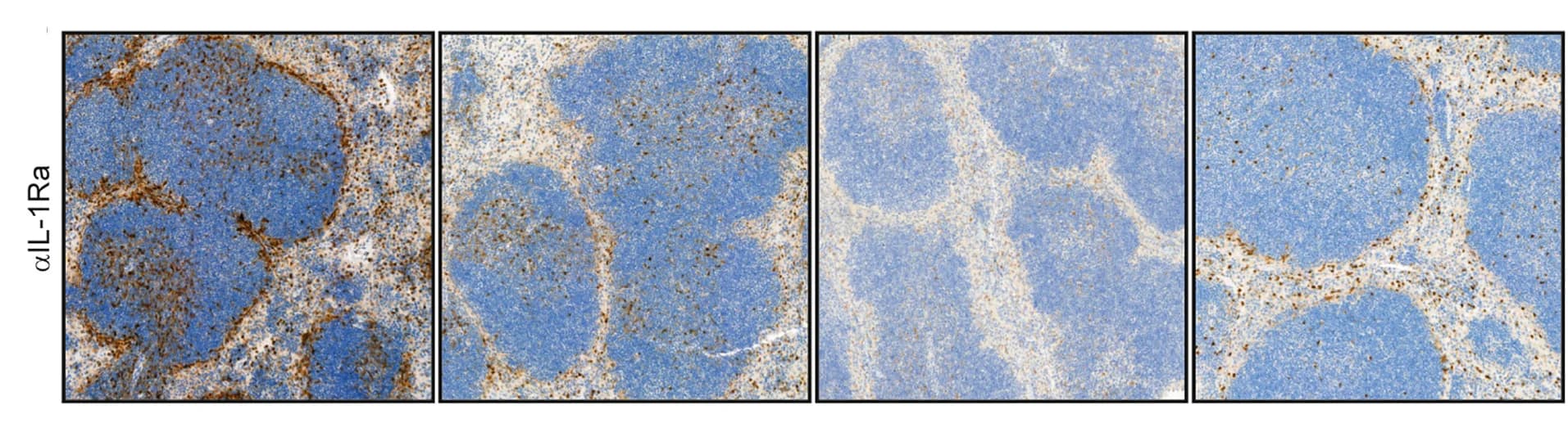 Open access visualization of Microscopy, IL-1Ra expression, Spleen, Mice, LPS injection