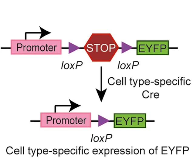Open access visualization of Workflow, Flowchart, Illustration, EYFP-reporter, Cartoon