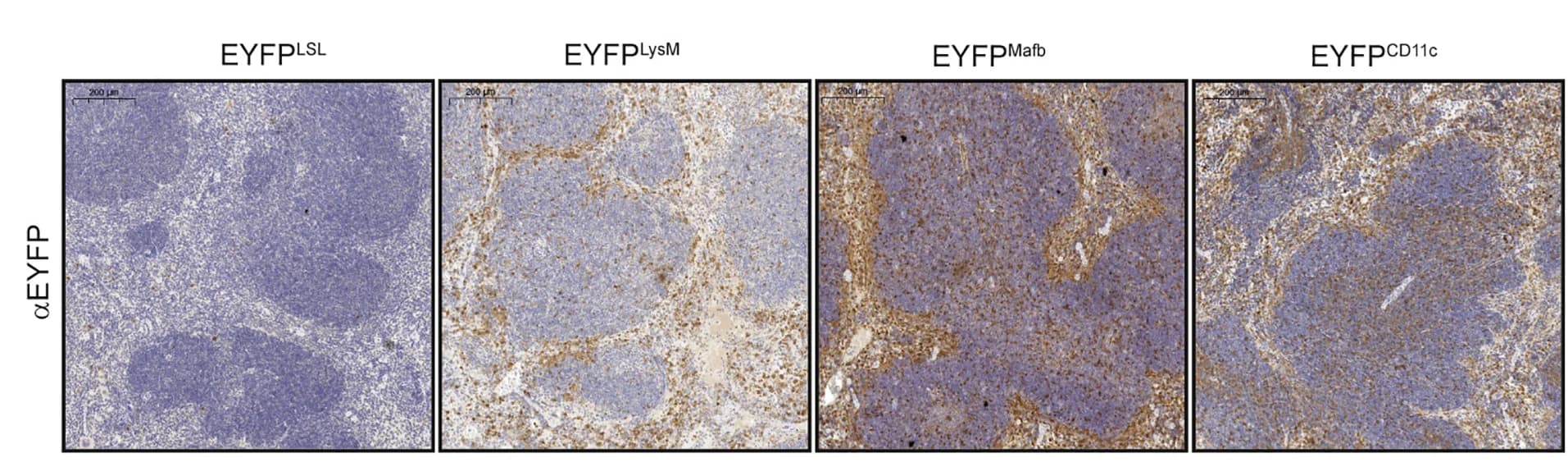 Open access visualization of Microscopy, EYFP-staining, Spleen, Cre-reporter mice, LPS injection