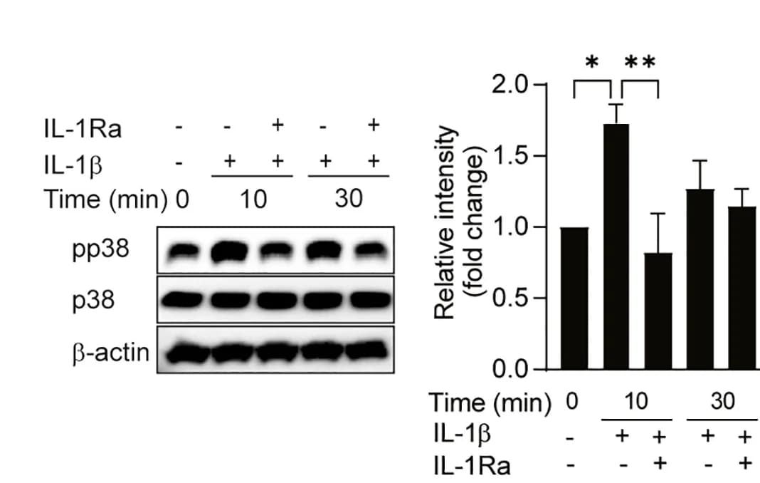 Open access visualization of Bar Plot, Error Bars, Gel, Western blot analysis, IL-1R-signaling