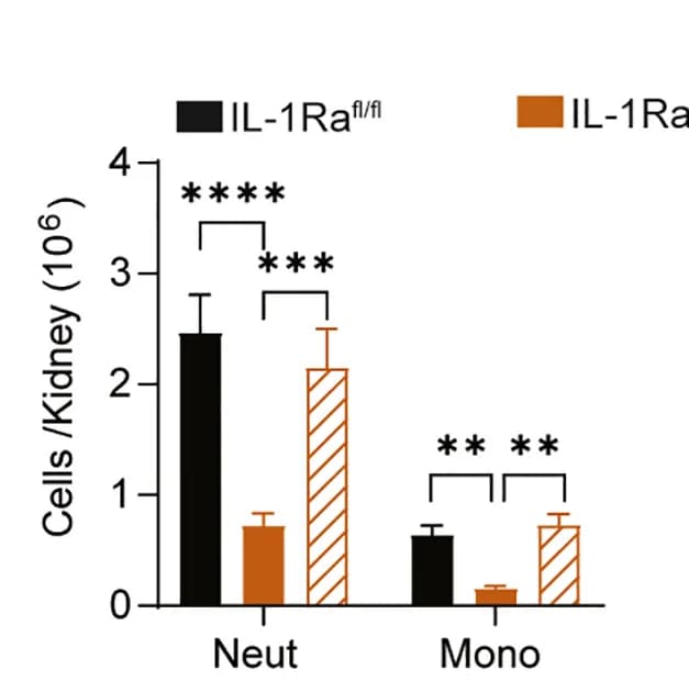 Open access visualization of Bar Plot, Error Bars, Clustered, IL-1Ra-reconstituted, Cellular Infiltrates
