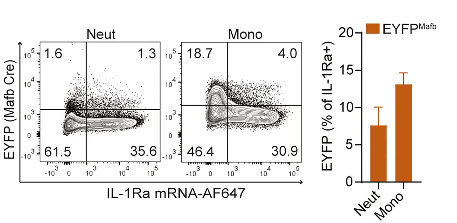Open access visualization of Scatter Plot, Bar Plot, Error Bars, Cre-expression, IL-1Ra mRNA