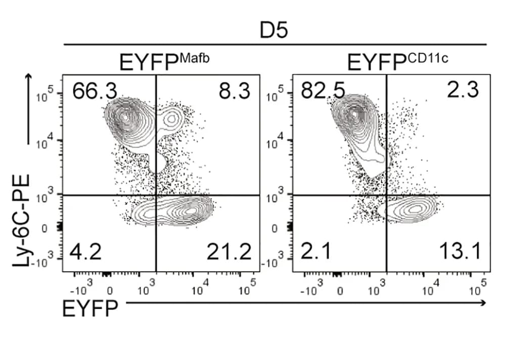 Open access visualization of Scatter Plot, EYFP expression, IL-1Ra mRNA, Ly6G−CD11b+ cells, EYFPMafb mice