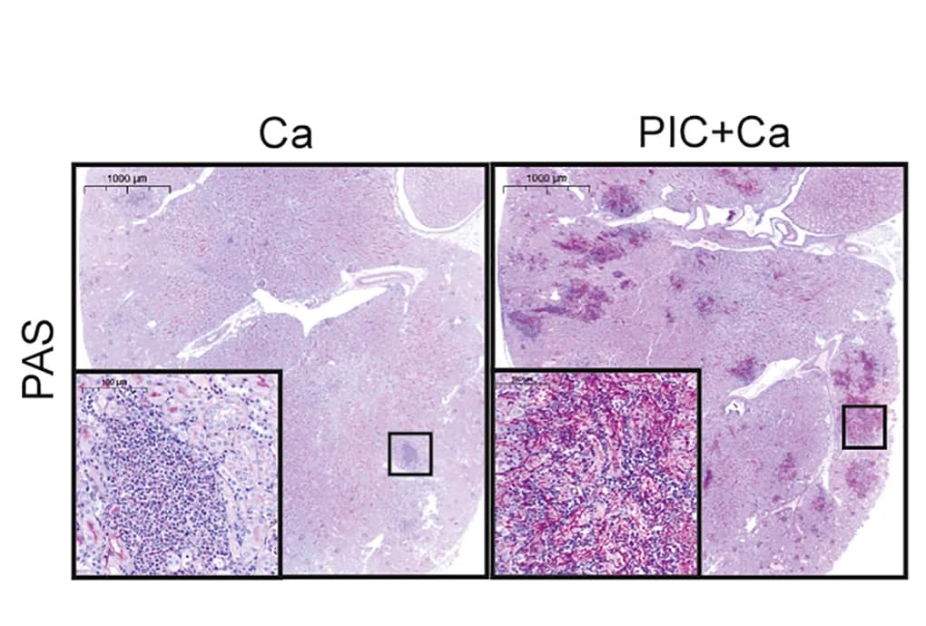 Open access visualization of Microscopy, PAS staining, Kidneys, Mice