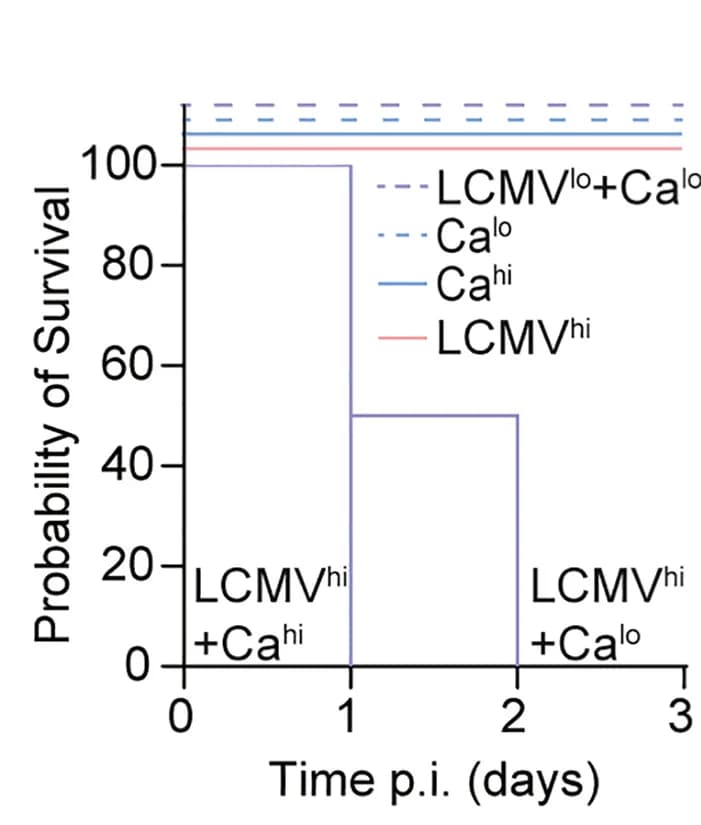 Open access visualization of Line Step, Survival Curve, Survival probability, Infected Mice