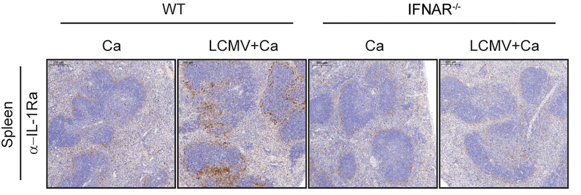 Open access visualization of Microscopy, IFNAR−/− Mice, Wild-Type Mice, Candida, LCMV