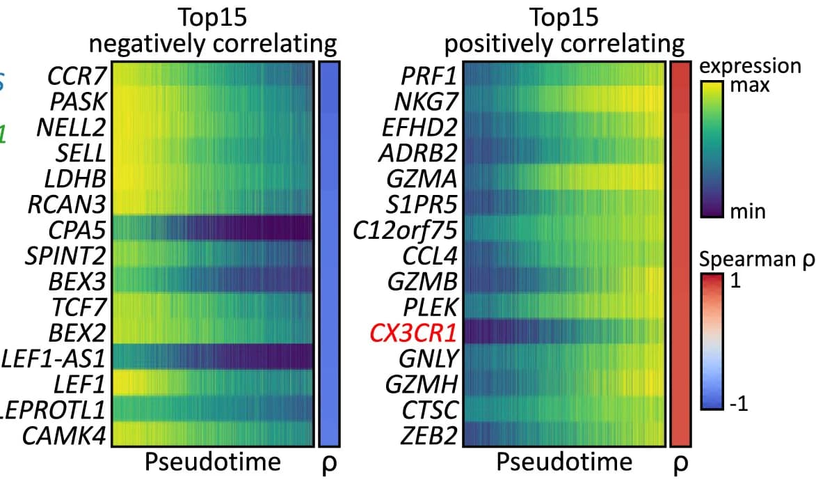 Open access visualization of Heatmap, Genes, Pseudotime, Spearman Correlation