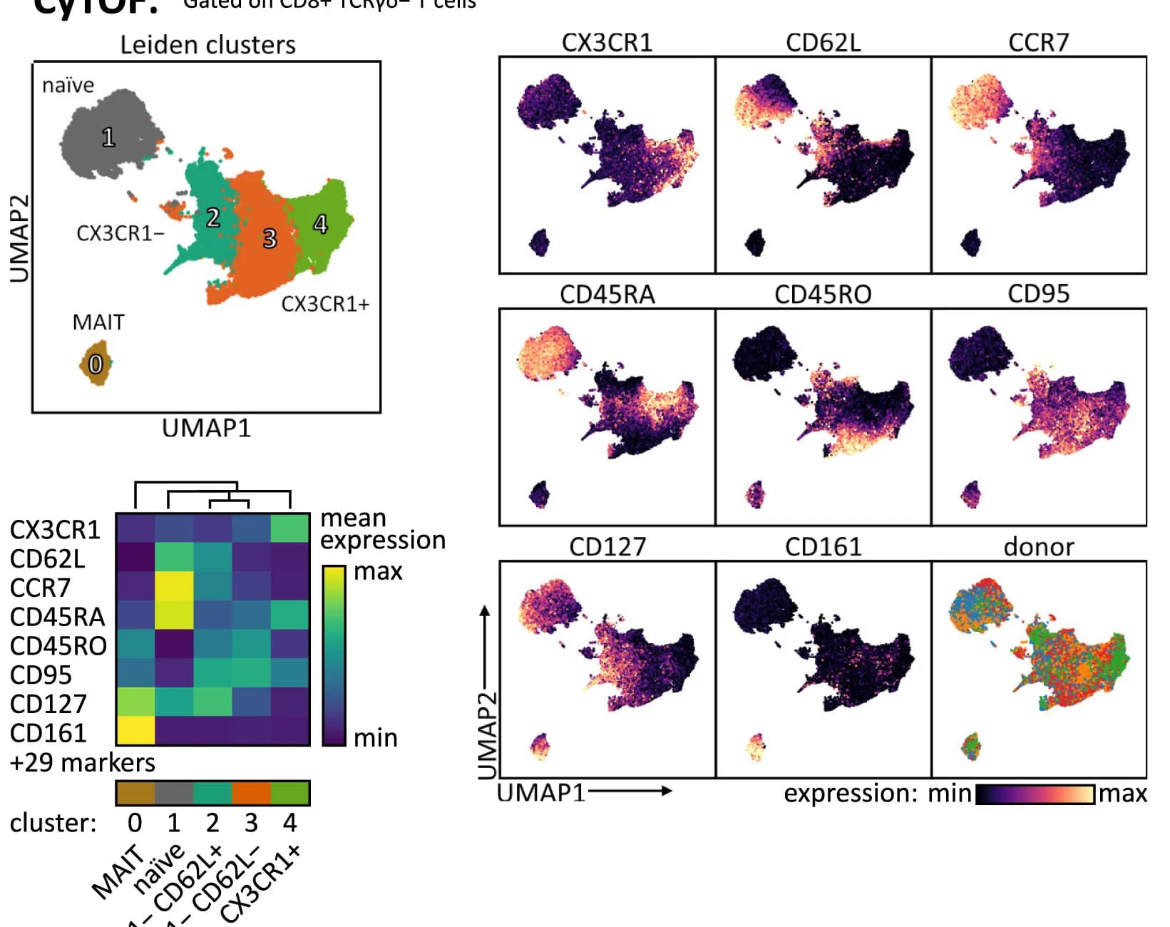 Open access visualization of UMAP, Heatmap, Clustered, Blood, CD8+TCRg-T Cells