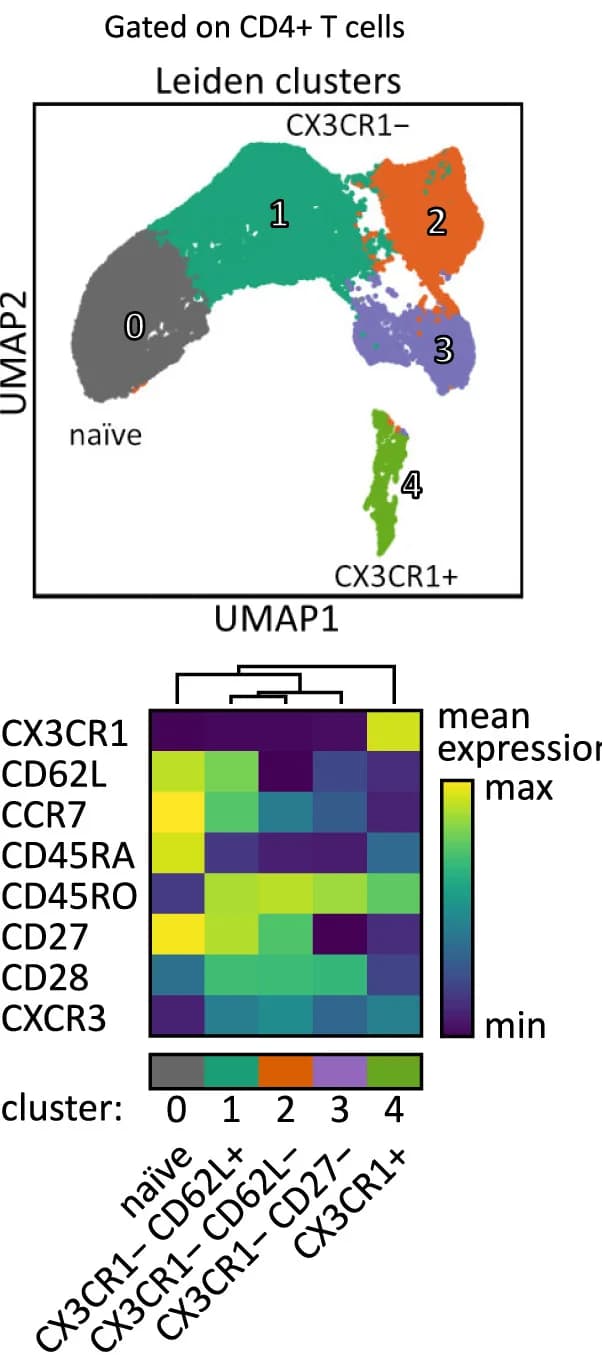 Open access visualization of UMAP, Heatmap, Clustered, Blood, CD4+T Cells