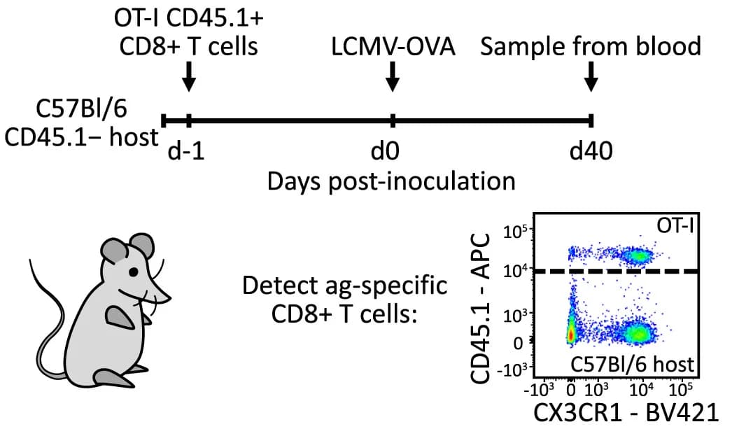 Open access visualization of Scatter Plot, Experimental Setup