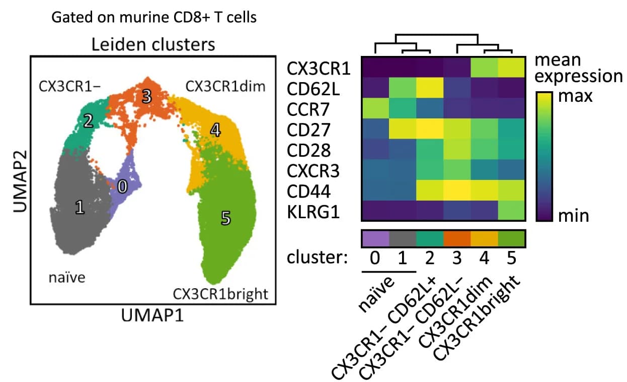 Open access visualization of UMAP, Heatmap, Clustered, Phenotype, Host Cells