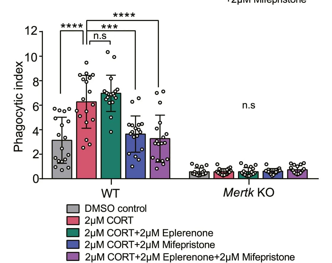 Open access visualization of Bar Plot, Error Bars, Bar Graph, Phagocytic Index, Mouse Astrocytes