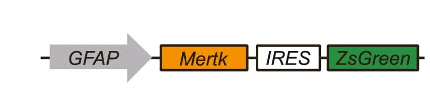 Open access visualization of Workflow, Illustration, Schematic Illustration, LV Vector, Mertk