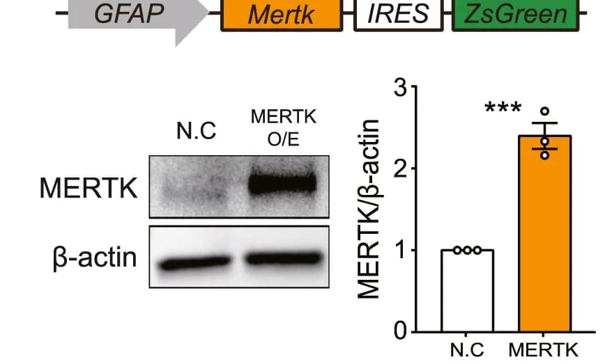 Open access visualization of Bar Plot, Gel, Illustration, Western Blot, Bar Graph