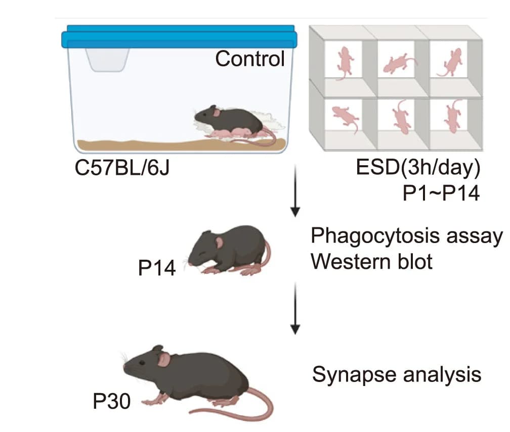 Open access visualization of Workflow, Flowchart, Illustration, ESD Experiments, Schematic Illustration