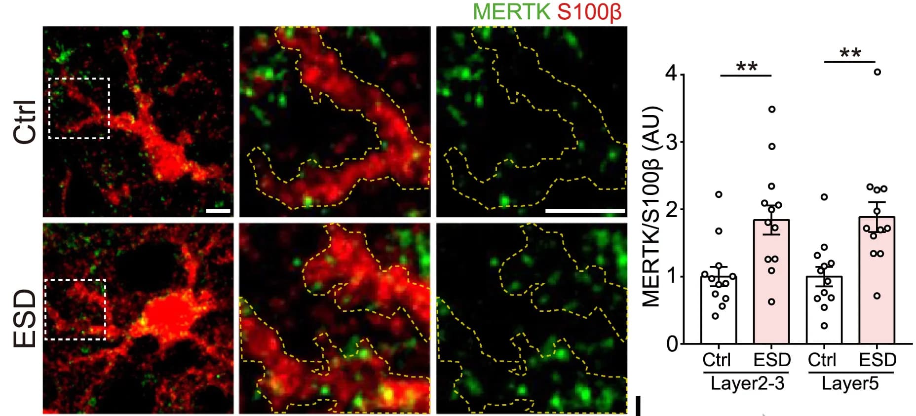 Open access visualization of Bar Plot, Microscopy, Error Bars, Scatter Plot, Confocal Microscopy