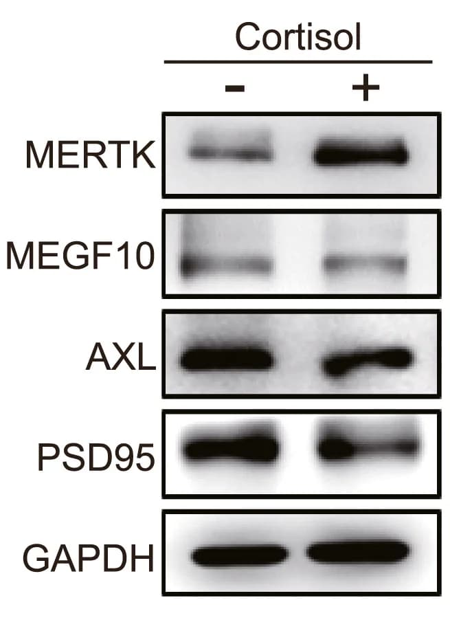 Open access visualization of Gel, Western Blot Images