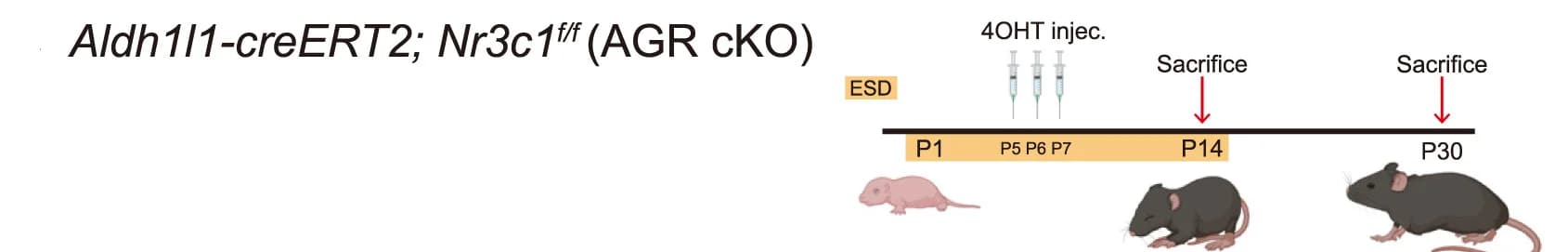 Open access visualization of Workflow, Illustration, ESD Experiments, Aldh1l1-creERT2, Nr3c1-flox