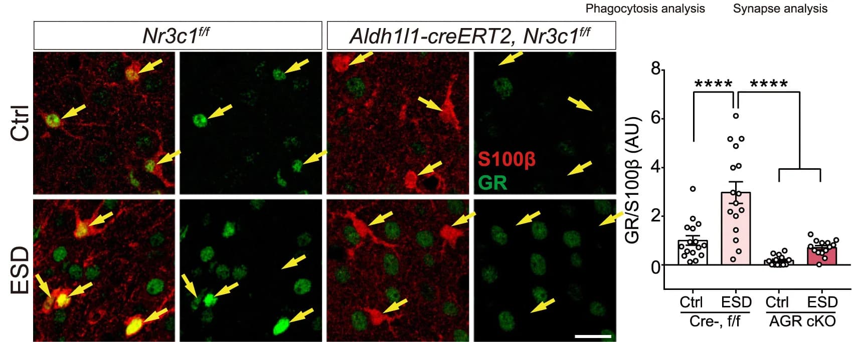 Open access visualization of Bar Plot, Error Bars, Confocal Images, GR, Astrocytes
