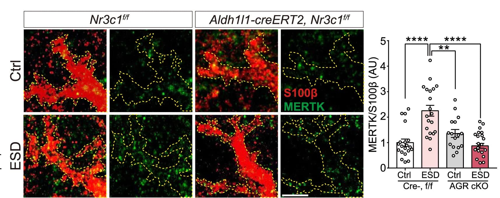 Open access visualization of Bar Plot, Error Bars, Scatter Plot, Confocal Images, MERTK