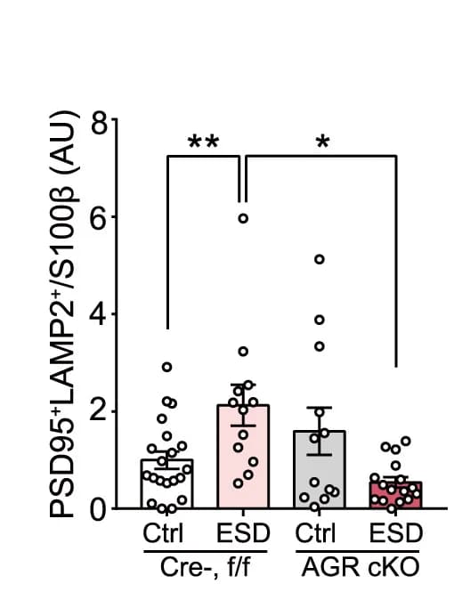 Open access visualization of Bar Plot, Error Bars, Scatter Plot, Bar Graphs, Confocal Images