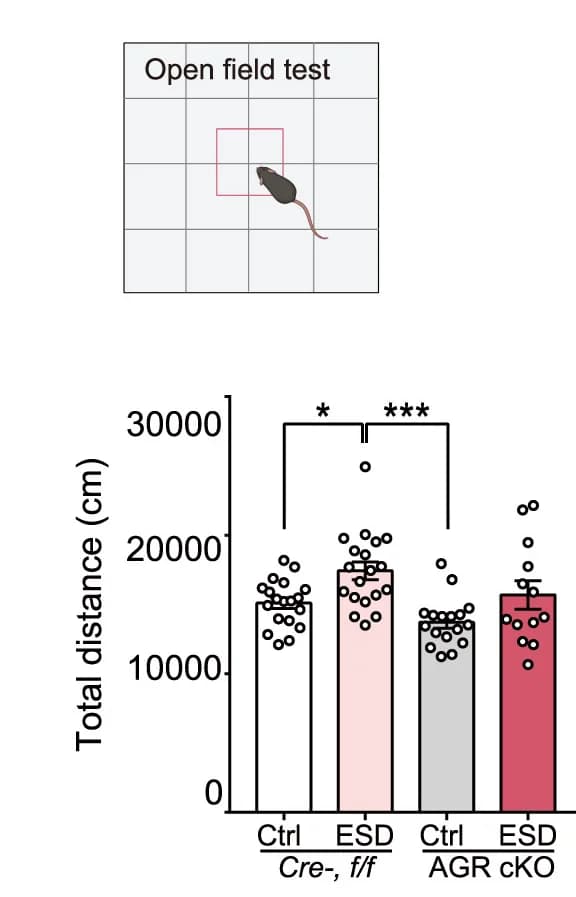 Open access visualization of Bar Plot, Scatter Plot, Error Bars, Behavioral tests, Bar graph