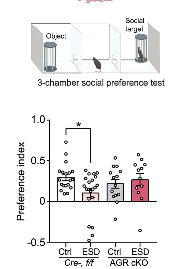 Open access visualization of Bar Plot, Error Bars, Scatter Plot, Behavioral tests, Bar graph
