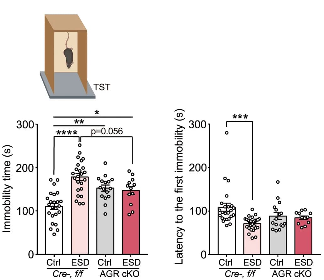 Open access visualization of Bar Plot, Error Bars, Scatter Plot, Behavioral tests, Bar graph