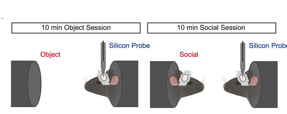 Open access visualization of Illustration, In vivo multichannel recording, LO, VO