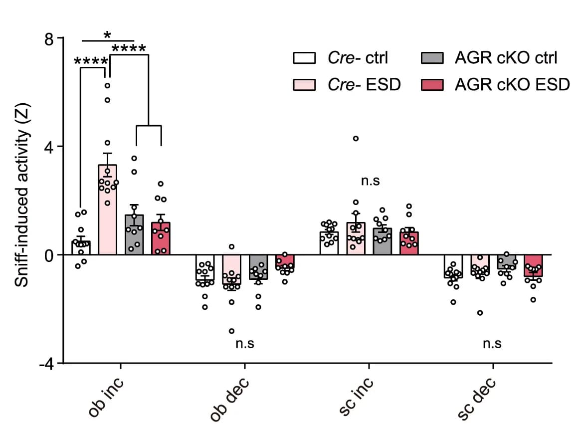 Open access visualization of Bar Plot, Error Bars, Scatter Plot, Bar graphs, Sniff-induced activity