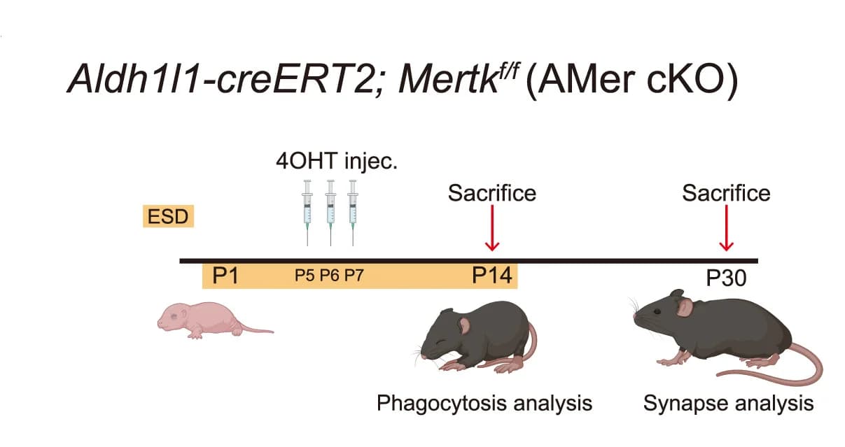 Open access visualization of Workflow, Illustration, ESD Experiments, Behavioral Tests, Aldh1l1-creERT2