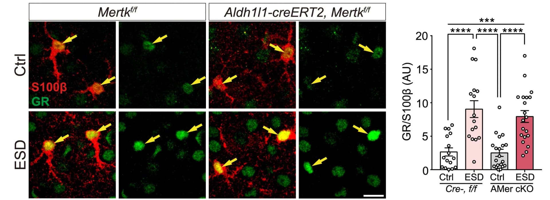 Open access visualization of Bar Plot, Error Bars, Microscopy, Confocal Images, GR