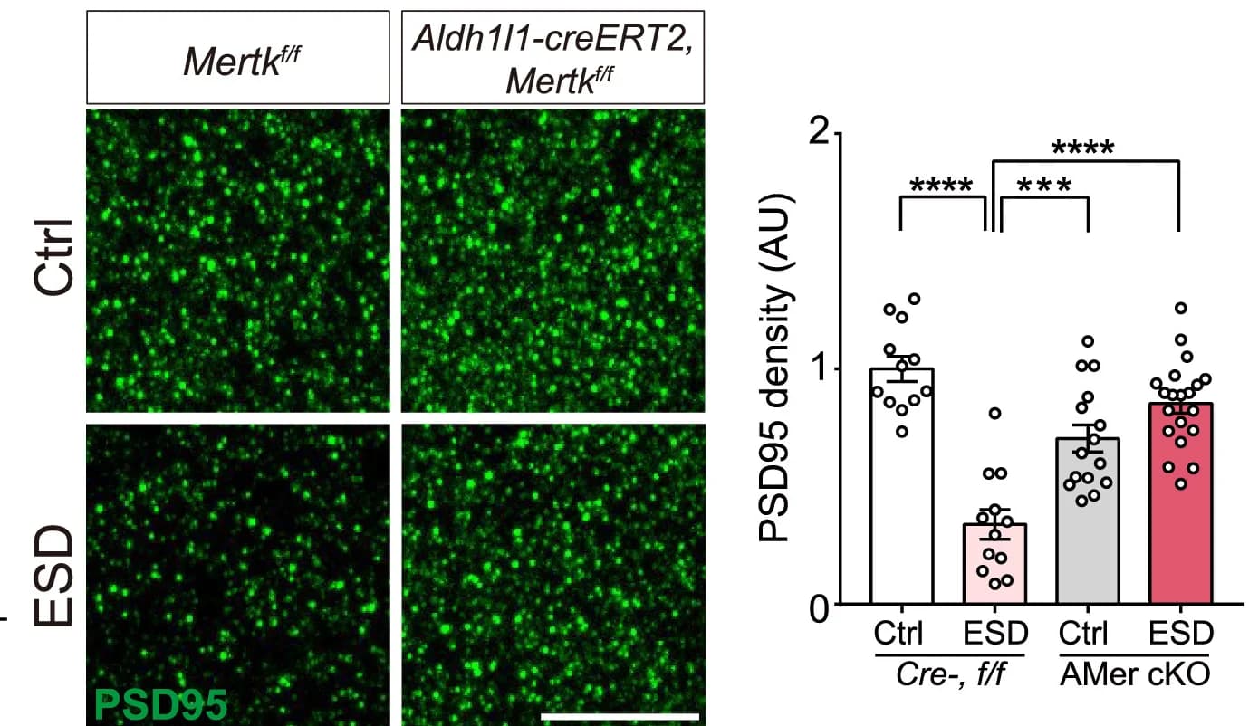 Open access visualization of Bar Plot, Error Bars, Scatter Plot, Microscopy, Confocal Images