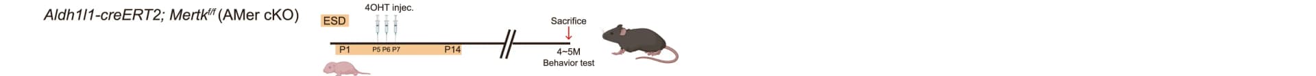 Open access visualization of Workflow, Illustration, ESD Experiments, Behavioral Tests, Aldh1l1-creERT2