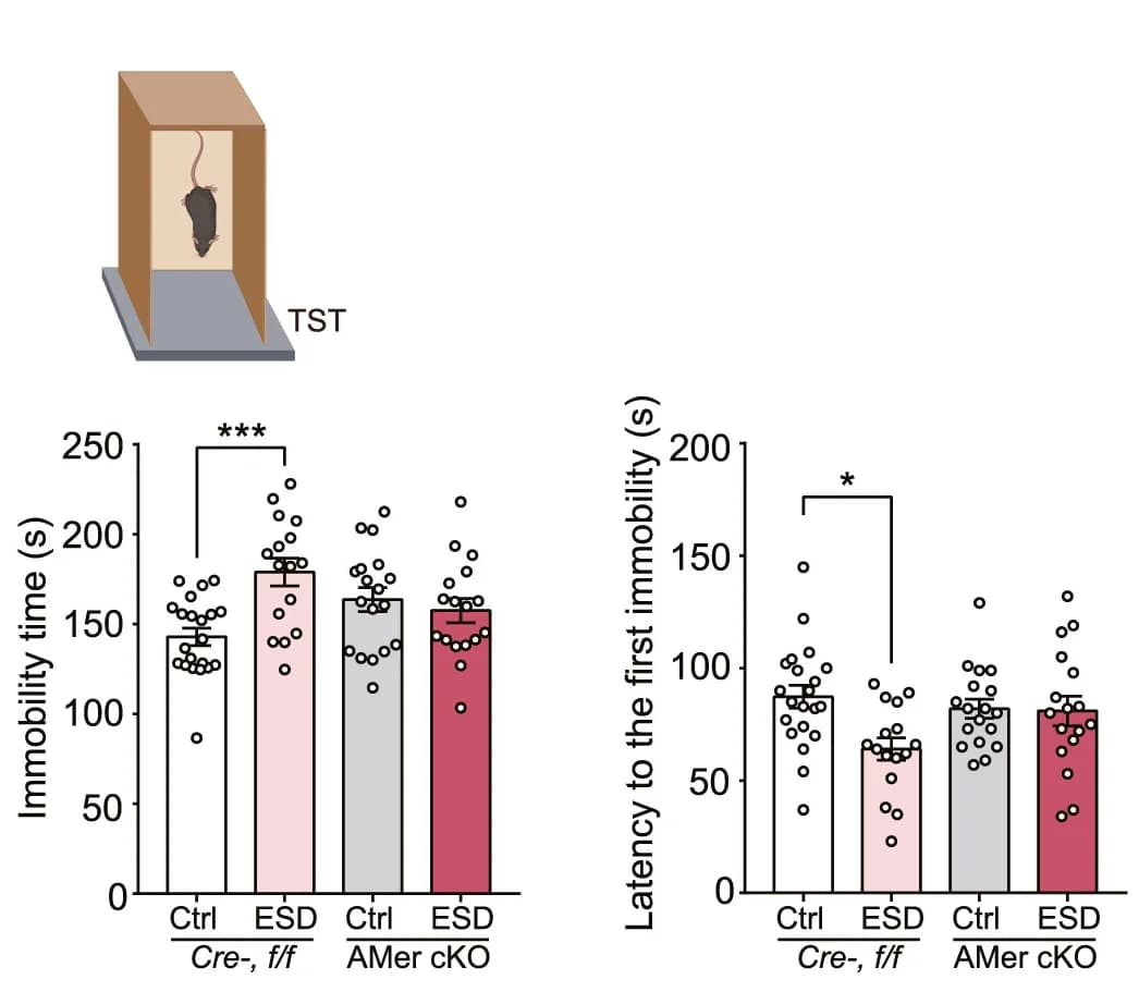 Open access visualization of Bar Plot, Error Bars, Scatter Plot, Bar Graph, Behavioral Tests