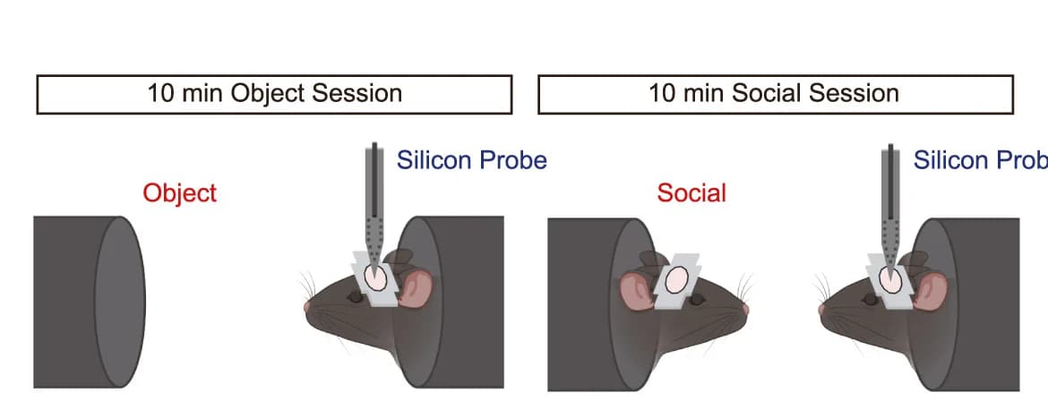Open access visualization of Illustration, Workflow, Schematic Illustration, In Vivo Recording, Multichannel Recording