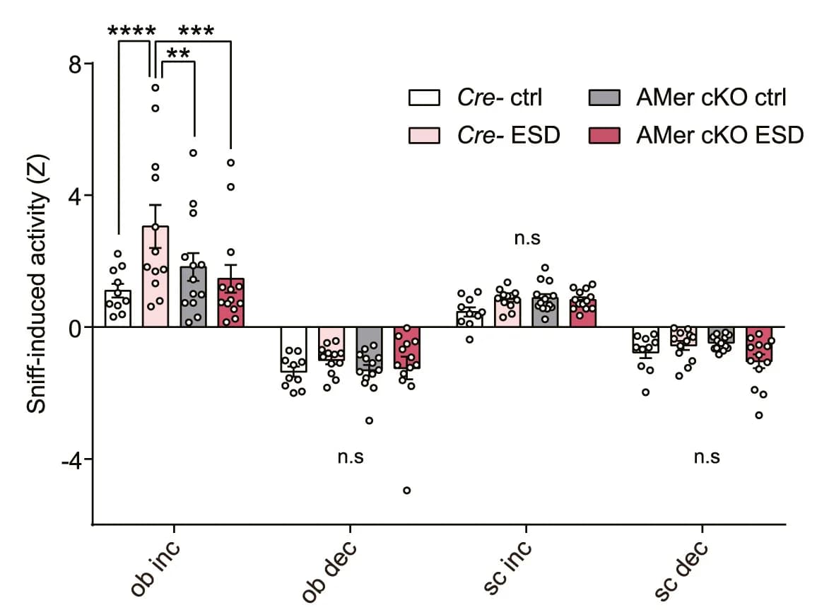 Open access visualization of Bar Plot, Error Bars, Scatter Plot, Bar Graphs, Sniff-Induced Activity
