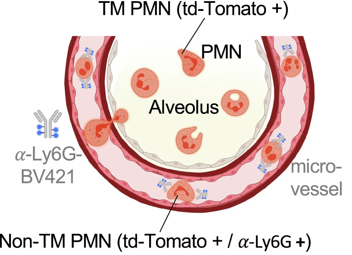 Open access visualization of Illustration, PMNs, Lung Microvessels, Transmigration, td-Tomato