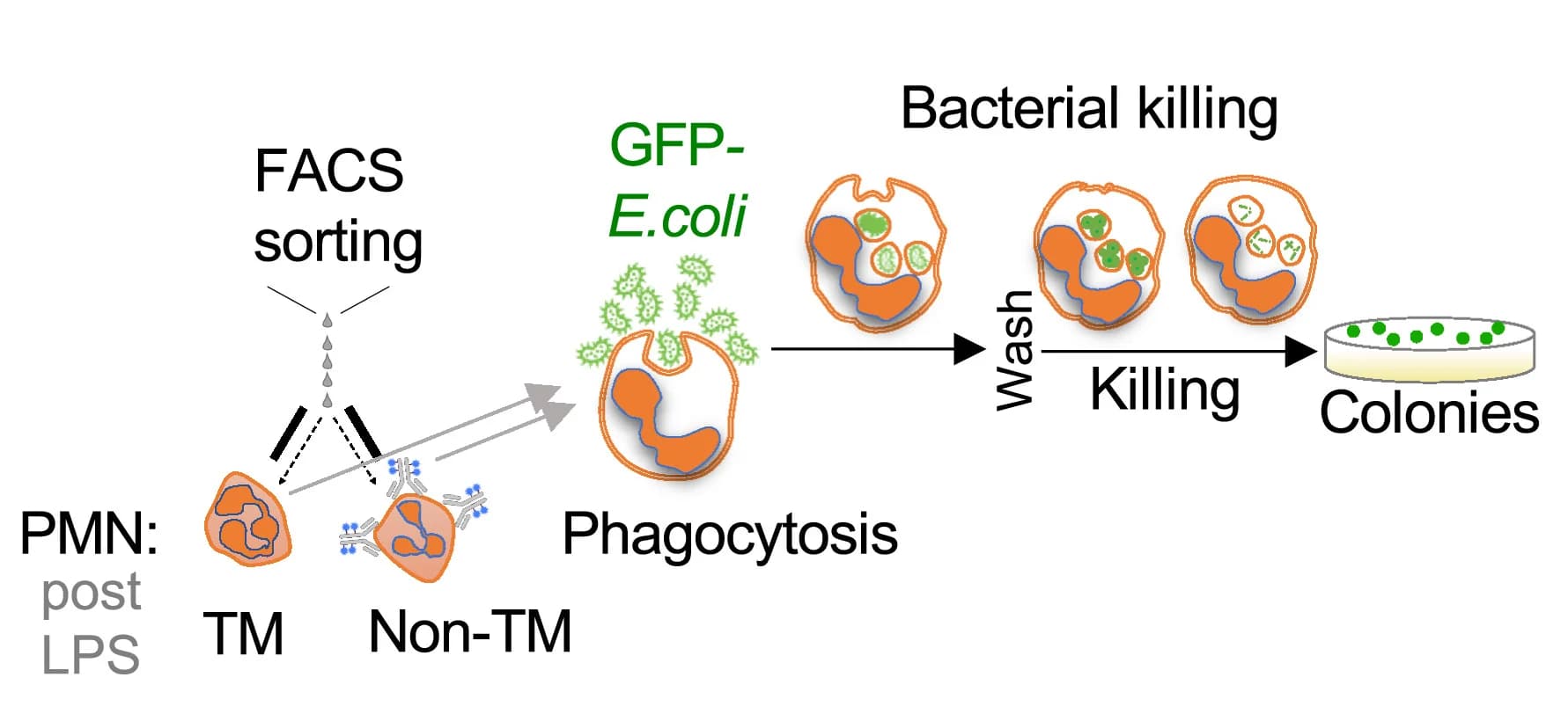 Open access visualization of Workflow, Illustration, Bactericidal Activity, Transmigrated PMNs, Non-transmigrated PMNs