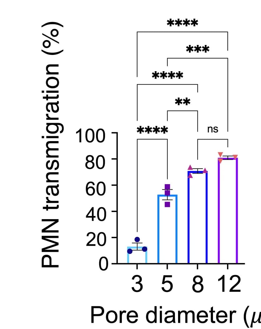 Open access visualization of Bar Plot, Error Bars, Transmigrated PMN, Pore Sizes, PMN Transmigration