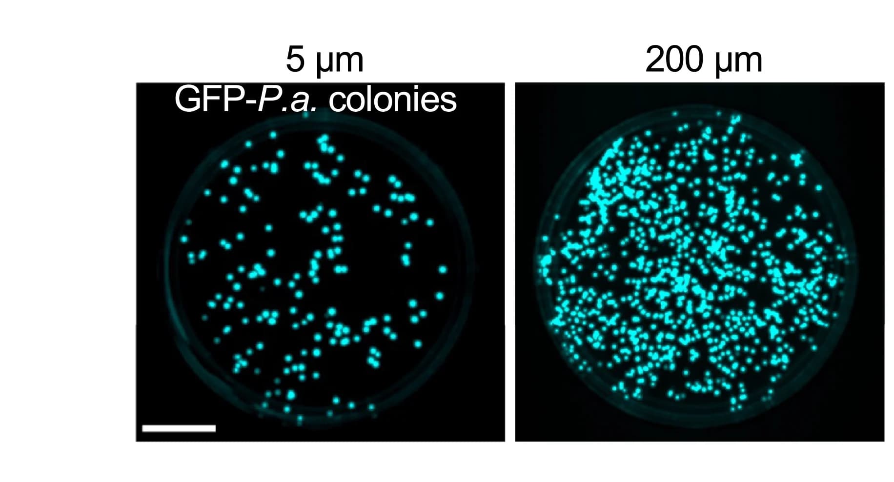 Open access visualization of Microscopy, Infected Mice, Adoptive Transfer, Murine Bone Marrow PMNs, Transmigration