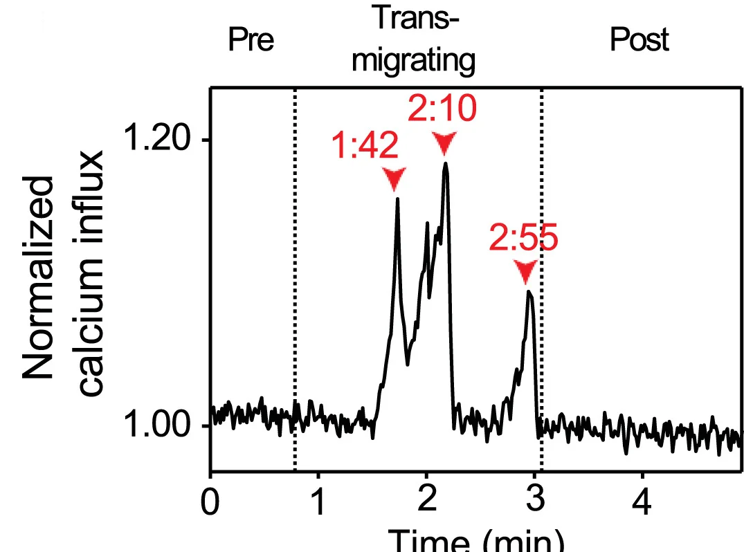 Open access visualization of Line Plot, Calcium, PMN, Transmigration
