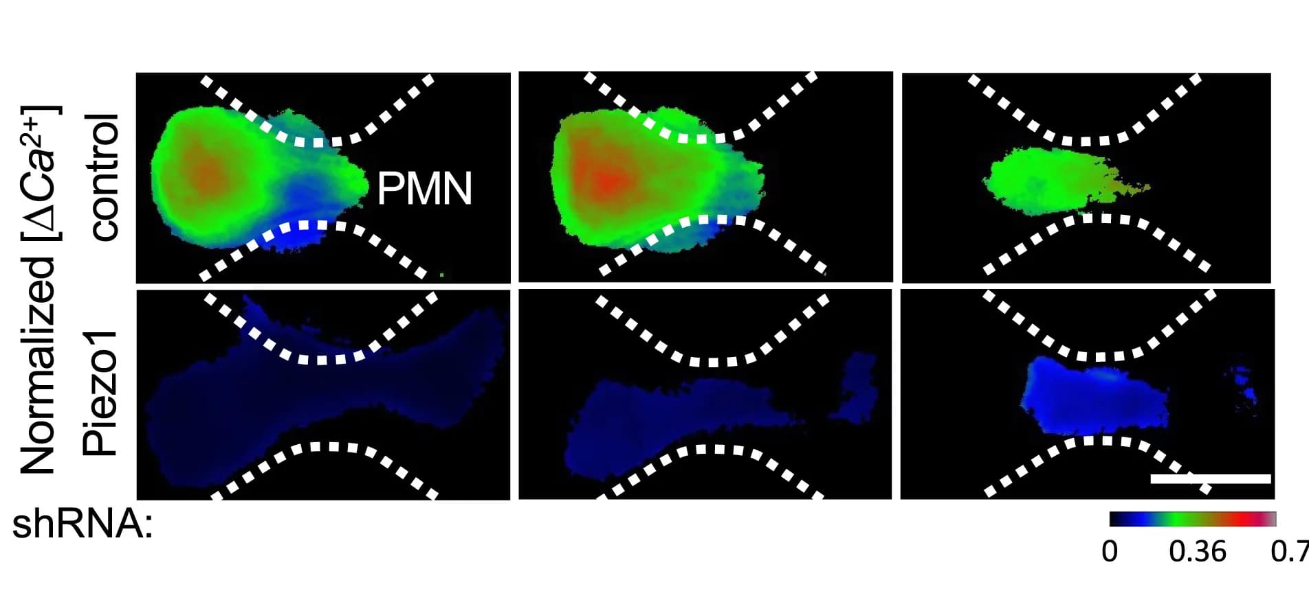 Open access visualization of Microscopy, Time-lapse Images, Fluo4, Control, Piezo1 PMNs